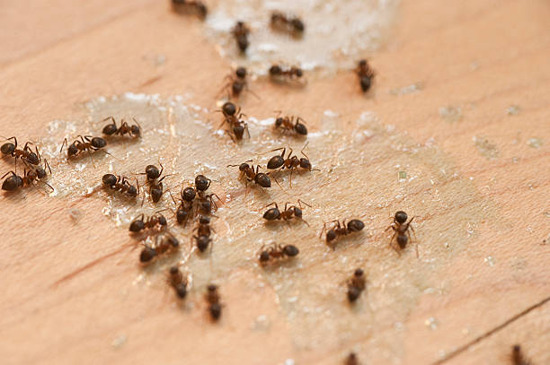 Best Affordable Pest Control Services  in North Granby, CT