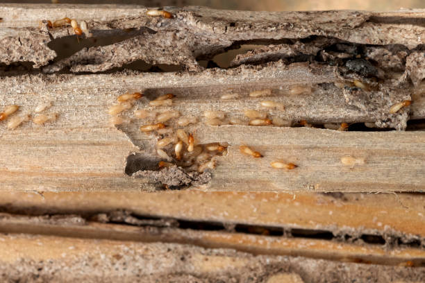 Best Exterminator Services  in North Granby, CT